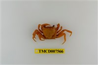 藏品(拉氏清溪蟹)的圖片